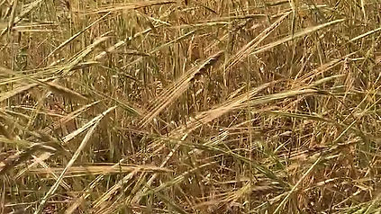 Wavesheaf area barley
